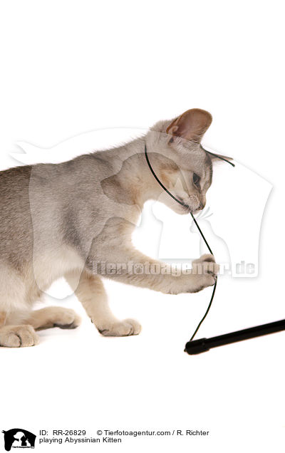 spielendes Abessinier Ktzchen / playing Abyssinian Kitten / RR-26829
