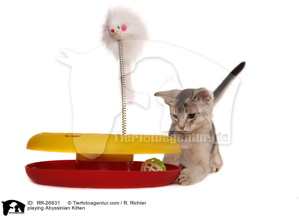 spielendes Abessinier Ktzchen / playing Abyssinian Kitten / RR-26831