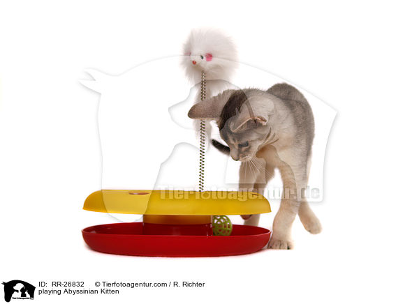 spielendes Abessinier Ktzchen / playing Abyssinian Kitten / RR-26832