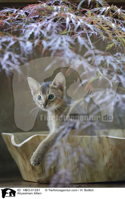 Abessinier Ktzchen / Abyssinian kitten / HBO-01281