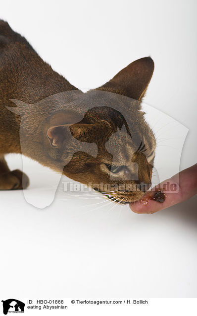 fressende Abessinier / eating Abyssinian / HBO-01868