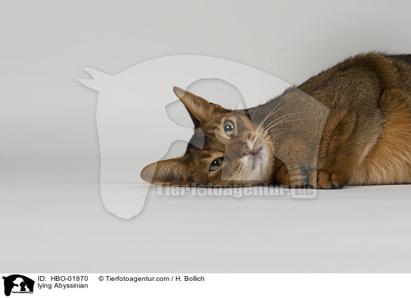 lying Abyssinian / HBO-01870