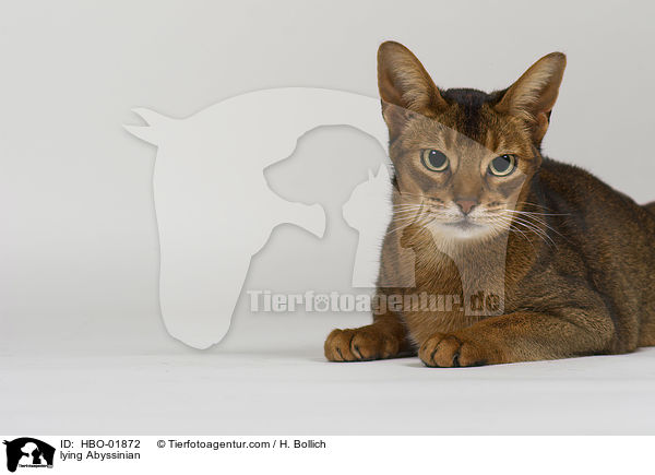 lying Abyssinian / HBO-01872