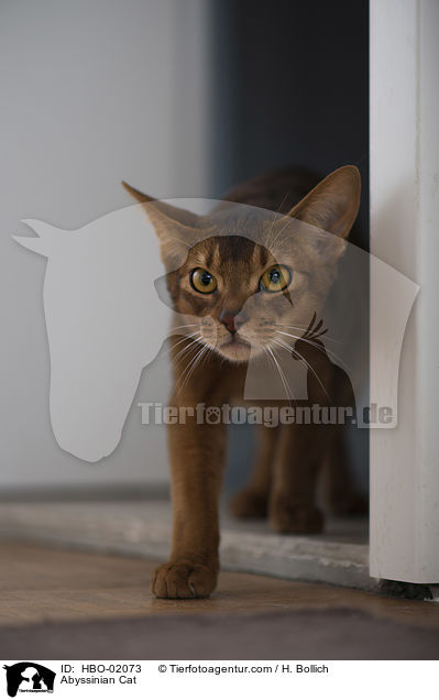 Abyssinian Cat / HBO-02073