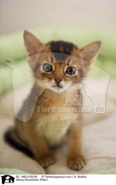 sitting Abyssinian Kitten / HBO-03036
