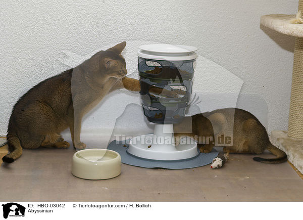 Abyssinian / HBO-03042