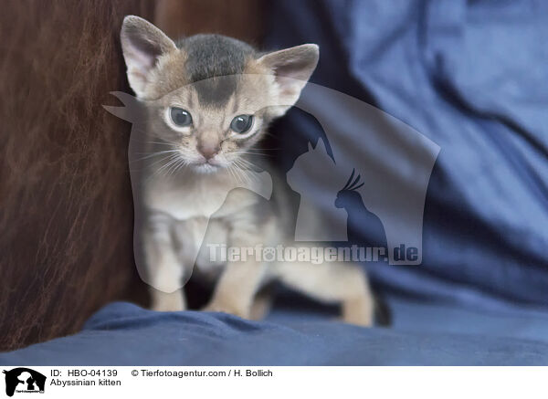 Abyssinian kitten / HBO-04139