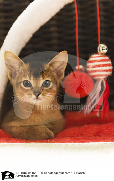 Abyssinian kitten / HBO-04164