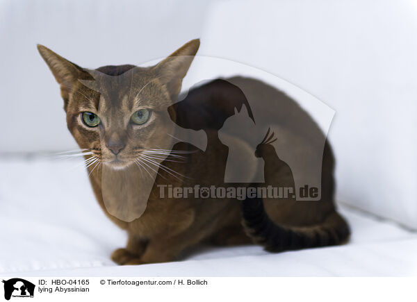 lying Abyssinian / HBO-04165