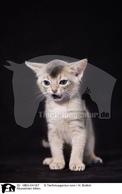 Abyssinian kitten / HBO-04167