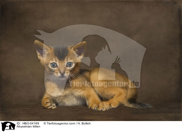 Abessinier Ktzchen / Abyssinian kitten / HBO-04169