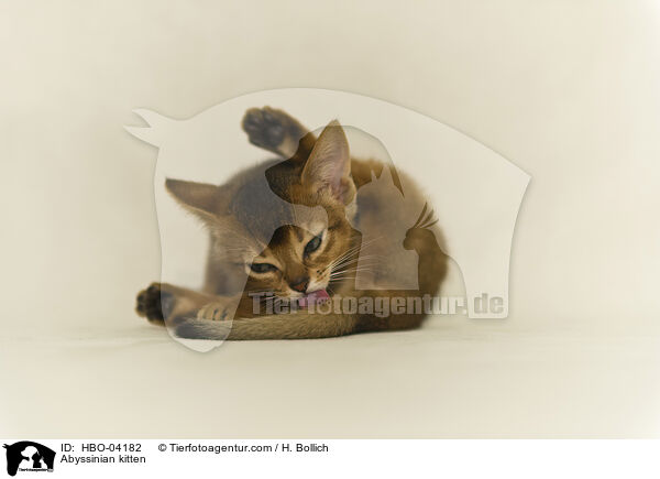 Abyssinian kitten / HBO-04182