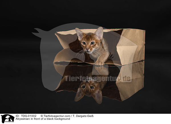Abyssinian in front of a black background / TDG-01002