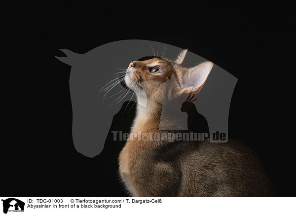 Abyssinian in front of a black background / TDG-01003