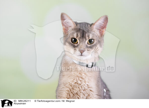 Abyssinian / MW-26211