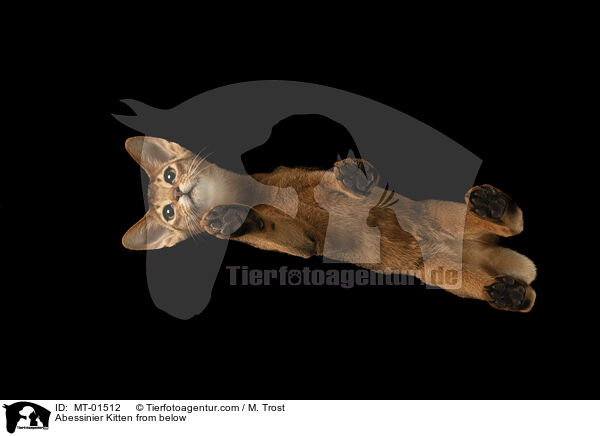 Abessinier Ktzchen von unten / Abessinier Kitten from below / MT-01512