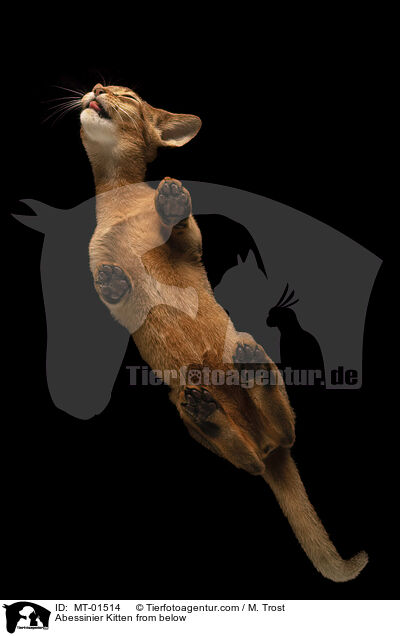 Abessinier Ktzchen von unten / Abessinier Kitten from below / MT-01514
