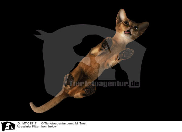 Abessinier Ktzchen von unten / Abessinier Kitten from below / MT-01517