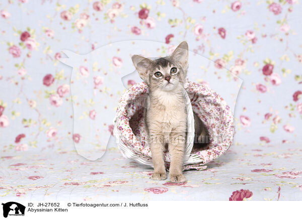 Abessinier Ktzchen / Abyssinian Kitten / JH-27652