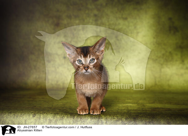 Abessinier Ktzchen / Abyssinian Kitten / JH-27657