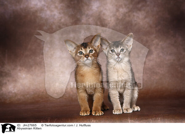 Abessinier Ktzchen / Abyssinian Kitten / JH-27665