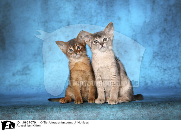Abessinier Ktzchen / Abyssinian Kitten / JH-27679