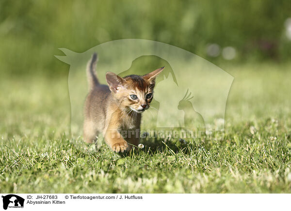 Abessinier Ktzchen / Abyssinian Kitten / JH-27683
