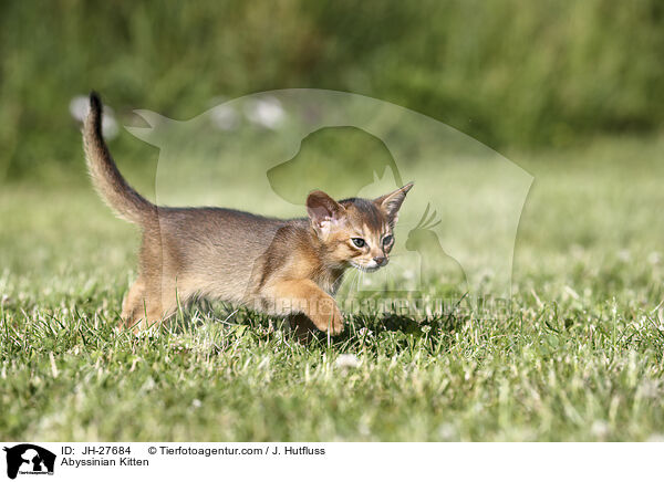 Abessinier Ktzchen / Abyssinian Kitten / JH-27684