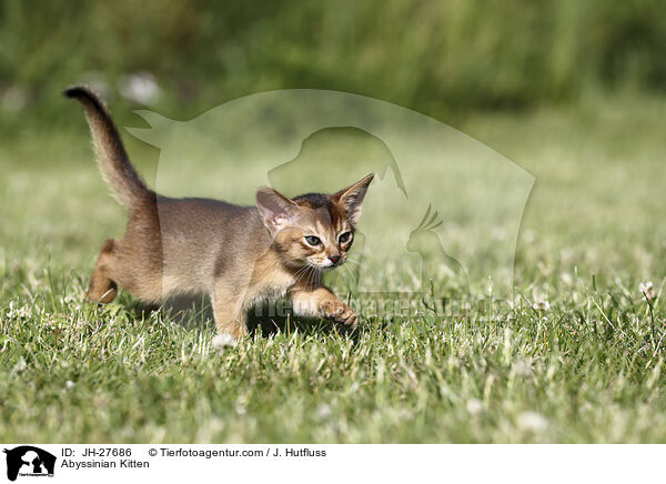 Abessinier Ktzchen / Abyssinian Kitten / JH-27686
