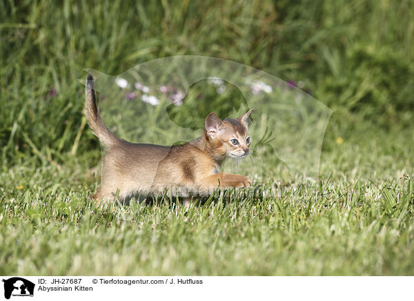 Abessinier Ktzchen / Abyssinian Kitten / JH-27687