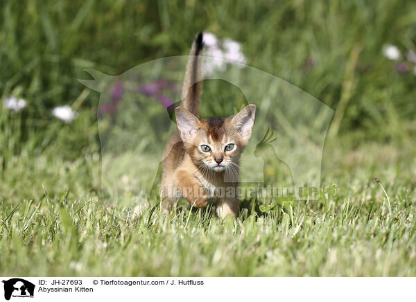 Abessinier Ktzchen / Abyssinian Kitten / JH-27693