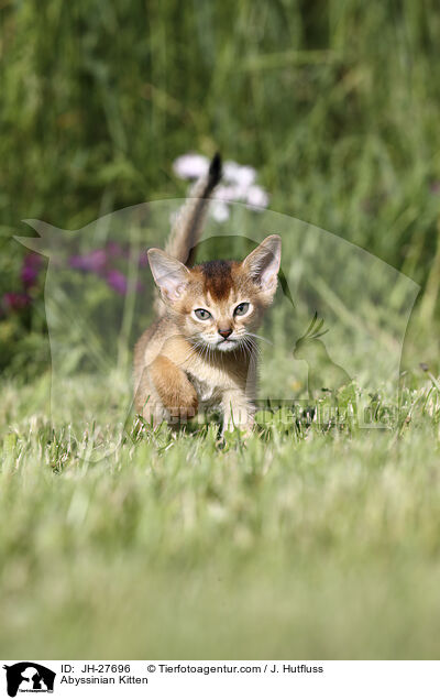 Abessinier Ktzchen / Abyssinian Kitten / JH-27696