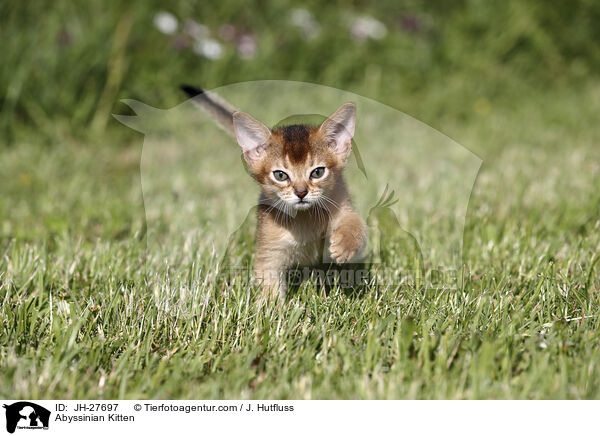 Abessinier Ktzchen / Abyssinian Kitten / JH-27697