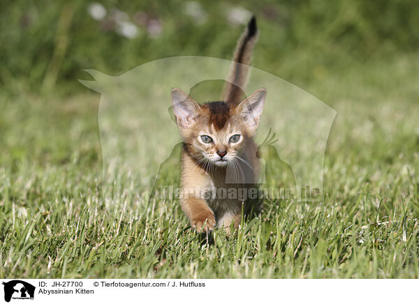 Abessinier Ktzchen / Abyssinian Kitten / JH-27700