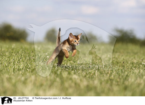Abessinier Ktzchen / Abyssinian Kitten / JH-27704