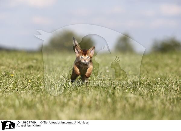 Abessinier Ktzchen / Abyssinian Kitten / JH-27709