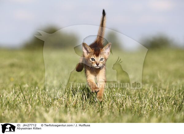 Abessinier Ktzchen / Abyssinian Kitten / JH-27712