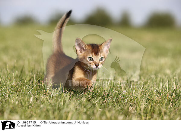 Abessinier Ktzchen / Abyssinian Kitten / JH-27715