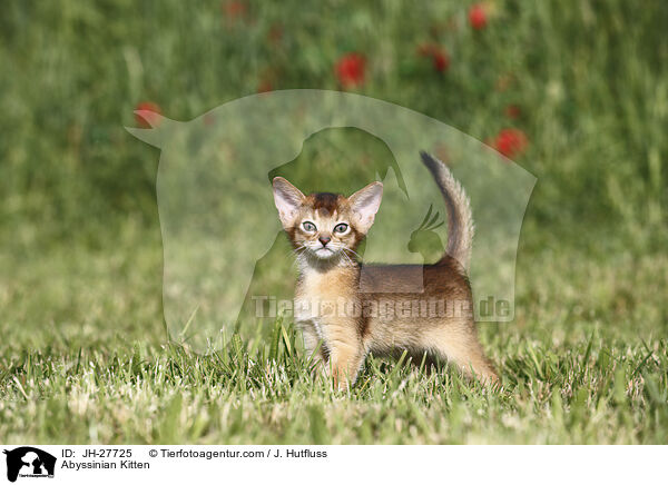 Abessinier Ktzchen / Abyssinian Kitten / JH-27725