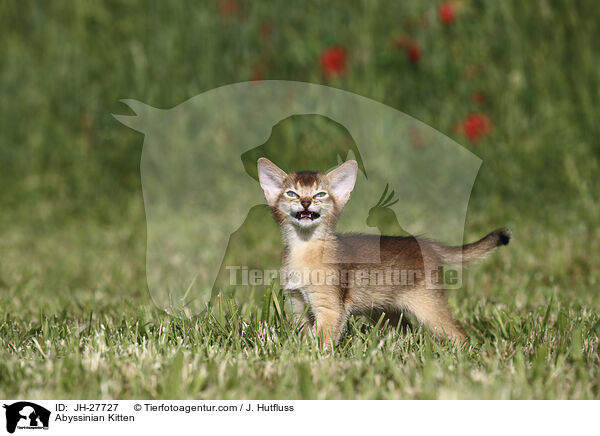 Abessinier Ktzchen / Abyssinian Kitten / JH-27727