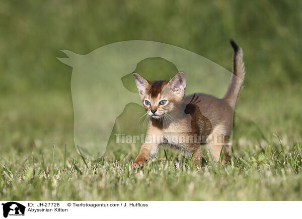 Abessinier Ktzchen / Abyssinian Kitten / JH-27728