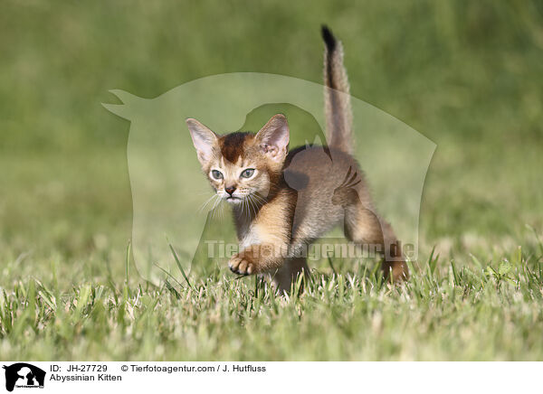 Abessinier Ktzchen / Abyssinian Kitten / JH-27729