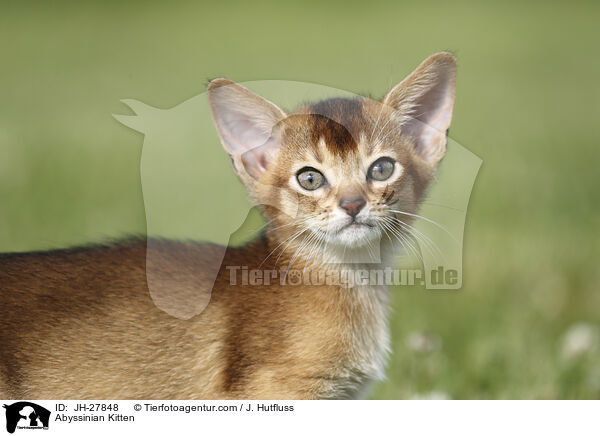 Abessinier Ktzchen / Abyssinian Kitten / JH-27848