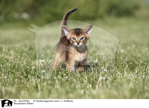 Abessinier Ktzchen / Abyssinian Kitten / JH-27852