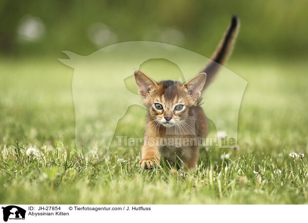 Abessinier Ktzchen / Abyssinian Kitten / JH-27854