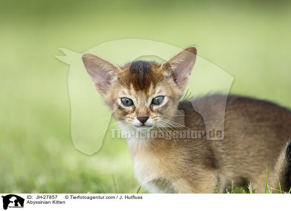 Abessinier Ktzchen / Abyssinian Kitten / JH-27857