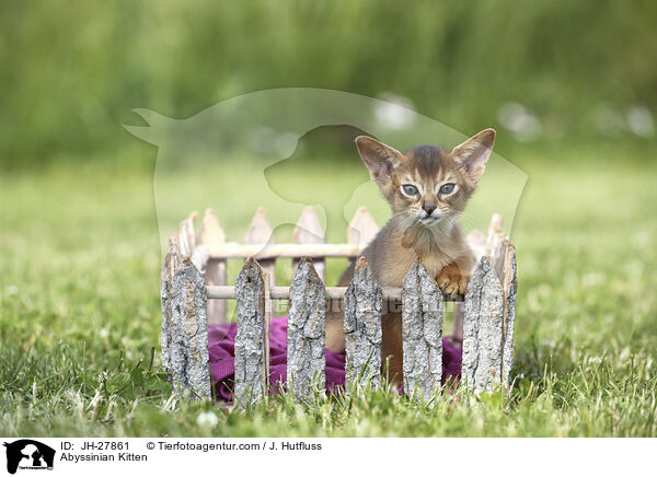 Abessinier Ktzchen / Abyssinian Kitten / JH-27861