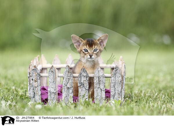 Abessinier Ktzchen / Abyssinian Kitten / JH-27864