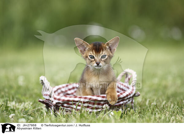 Abessinier Ktzchen / Abyssinian Kitten / JH-27868