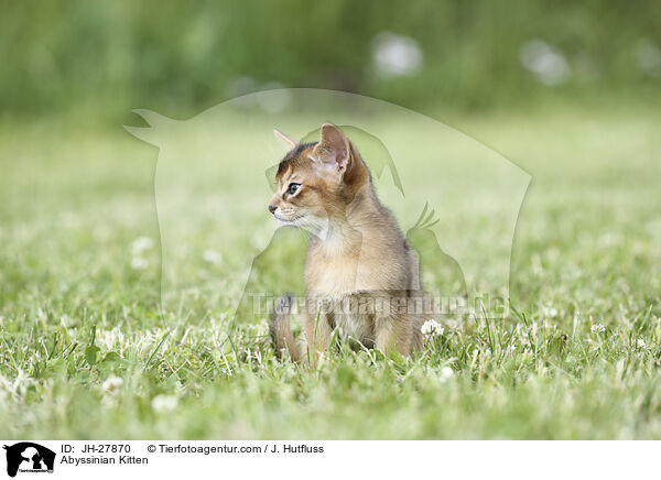 Abessinier Ktzchen / Abyssinian Kitten / JH-27870